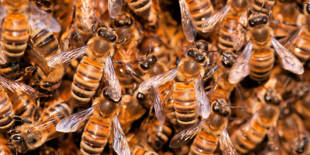 τρίχρονη φοβόταν «τέρατα» στη ντουλάπα της – κι αποδείχθηκε ότι ήταν 60.000 μέλισσες [εικόνες & βίντεο]