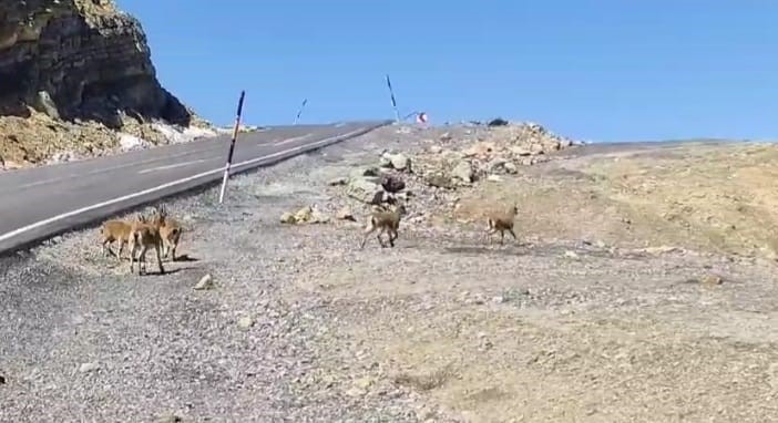 çukurca’da dağ keçileri sürü halinde görüntülendi