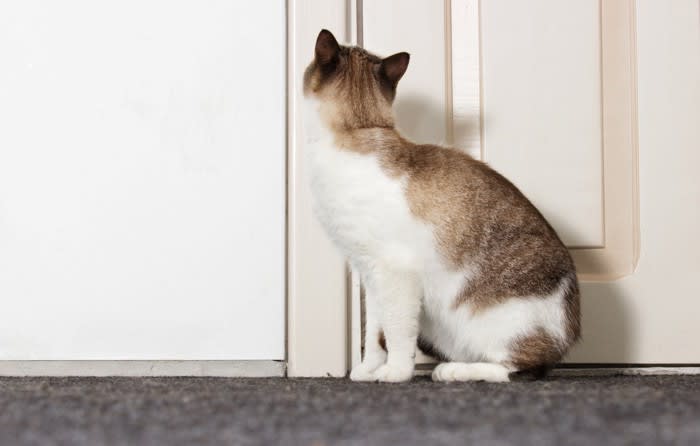 猫が『ドアの下から手をいれる』理由3つ つい構って遊ぶのはよくないの？