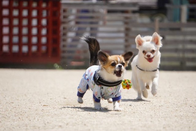 お花畑でパチリ 4匹の犬さんの表情に個性あふれる「幸せ写真」に「ほわほわするんやぁ」