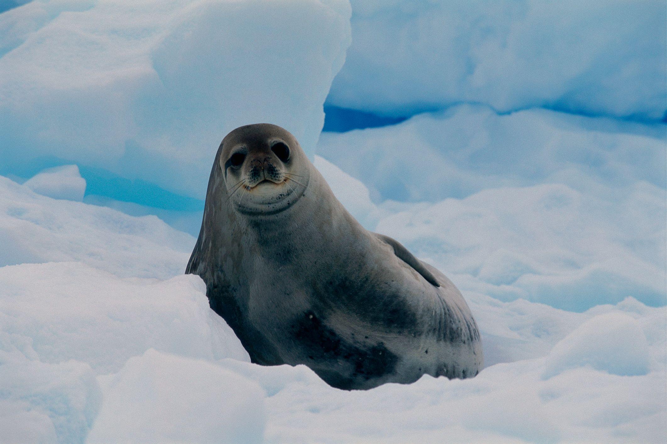 เหตุใดสัตว์ในแอนตาร์กติกาเสี่ยงเป็นต้อและมะเร็งเพิ่มขึ้น