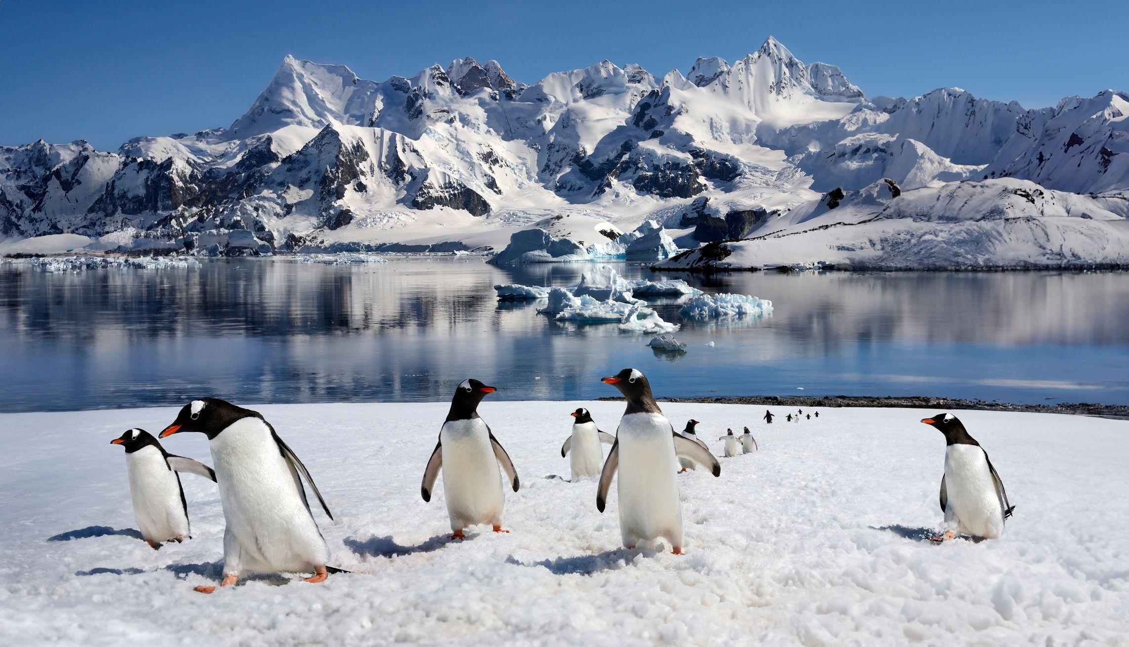 เหตุใดสัตว์ในแอนตาร์กติกาเสี่ยงเป็นต้อและมะเร็งเพิ่มขึ้น
