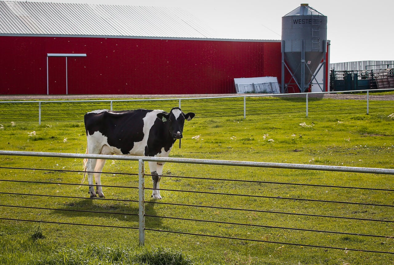 scientists warn canada 'way behind the virus' as bird flu explodes among u.s. dairy cattle