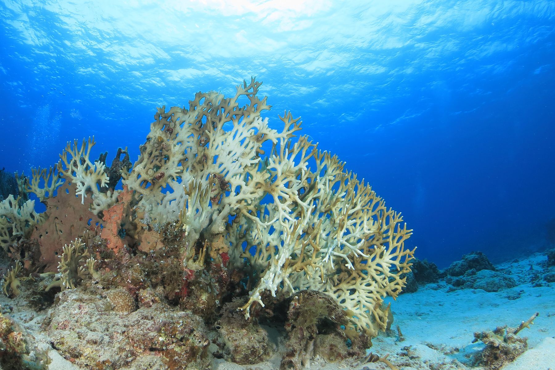 5 coral reefs currently threatened and dying