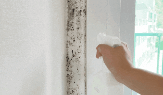 베란다, 욕실 곰팡이 완벽히 없앨수 있는 청소방법 (+재발 방지)