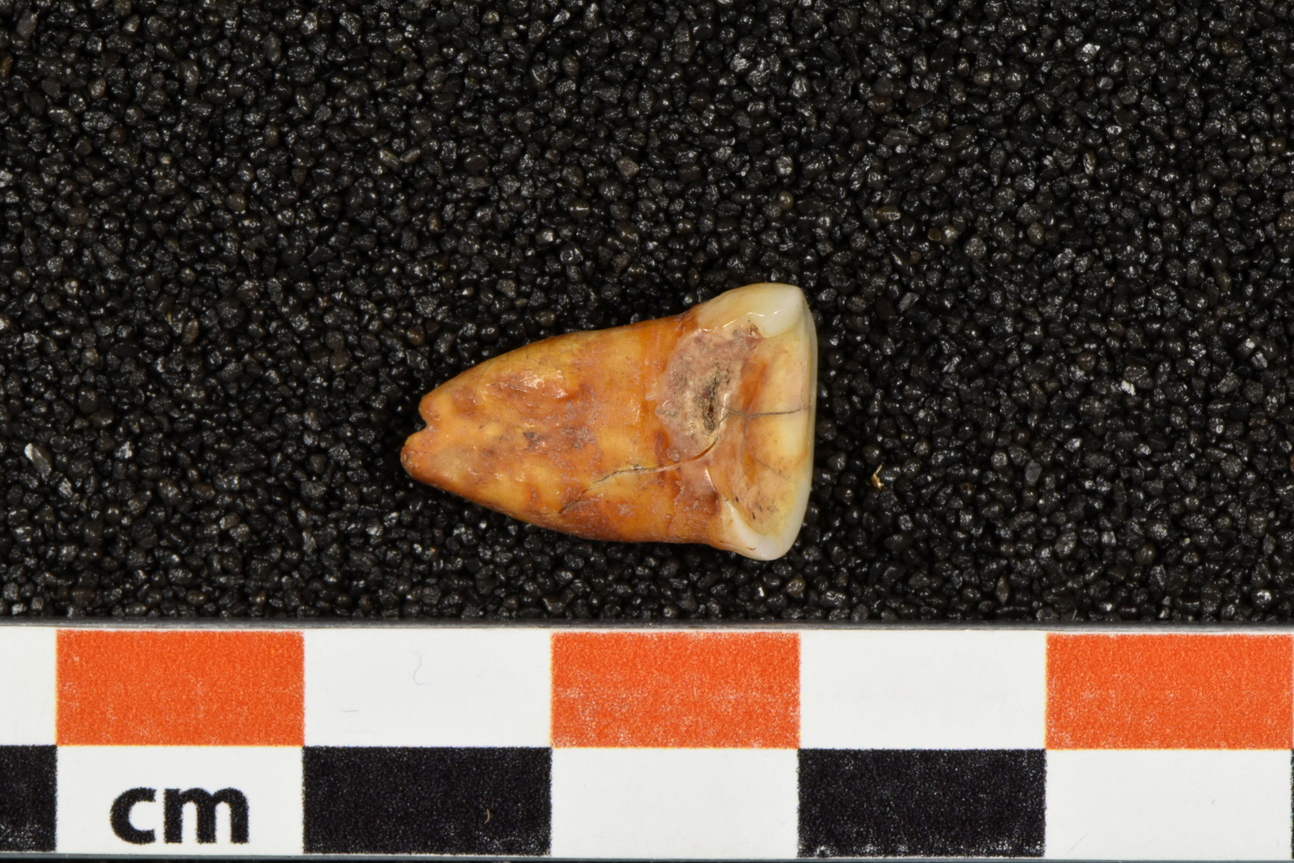 moroccan cave sheds light on stone age man's vegetable-rich diet