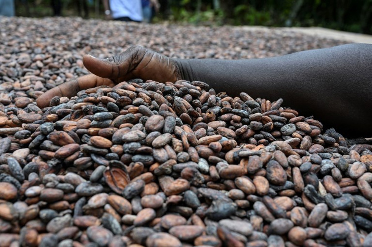 chute historique du prix du cacao: une baisse de plus de 25% en deux jours