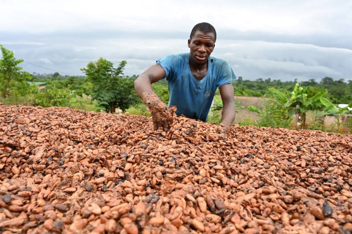 chute historique du prix du cacao: une baisse de plus de 25% en deux jours
