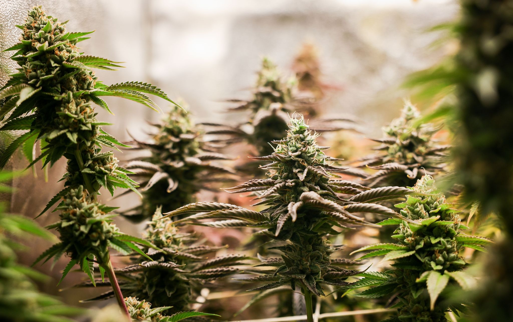 polizei findet hunderte cannabis-pflanzen bei durchsuchungen