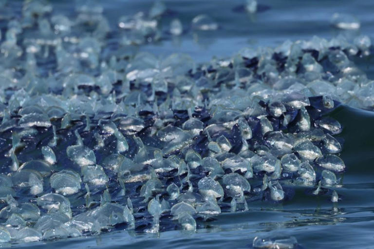 Strange blob-like sea creatures washing ashore across Southern ...