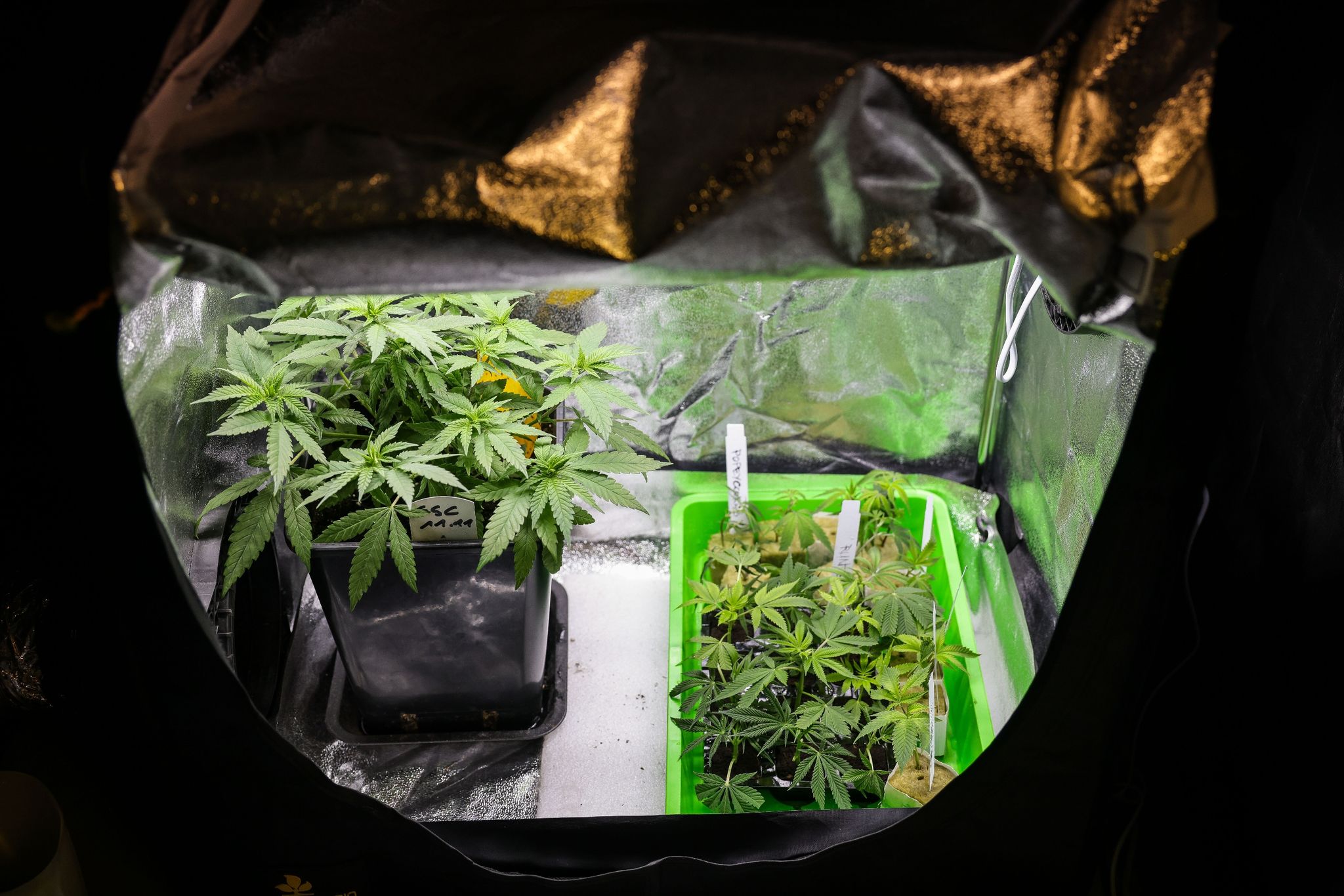 mehr als 20 kilo cannabis-pflanzen in abfallsäcken entdeckt