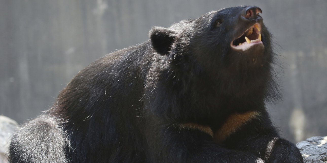 οι αρκούδες σπέρνουν τον τρόμο στην ιαπωνία -αυξάνονται οι επιθέσεις, δείτε βίντεο