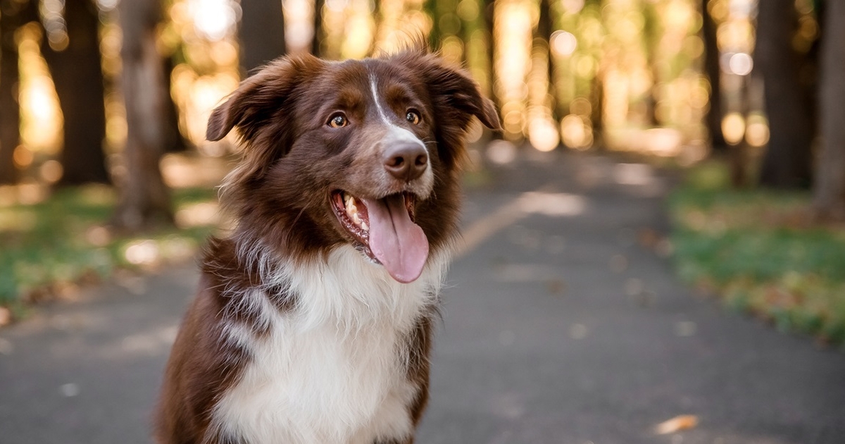 hundeekspert afslører: disse hunderacer passer til din personlighed