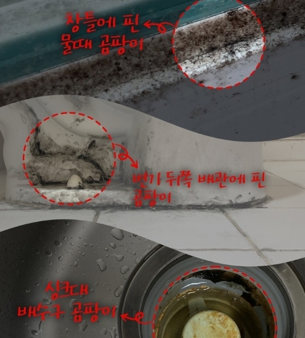 베란다, 욕실 곰팡이 완벽히 없앨수 있는 청소방법 (+재발 방지)