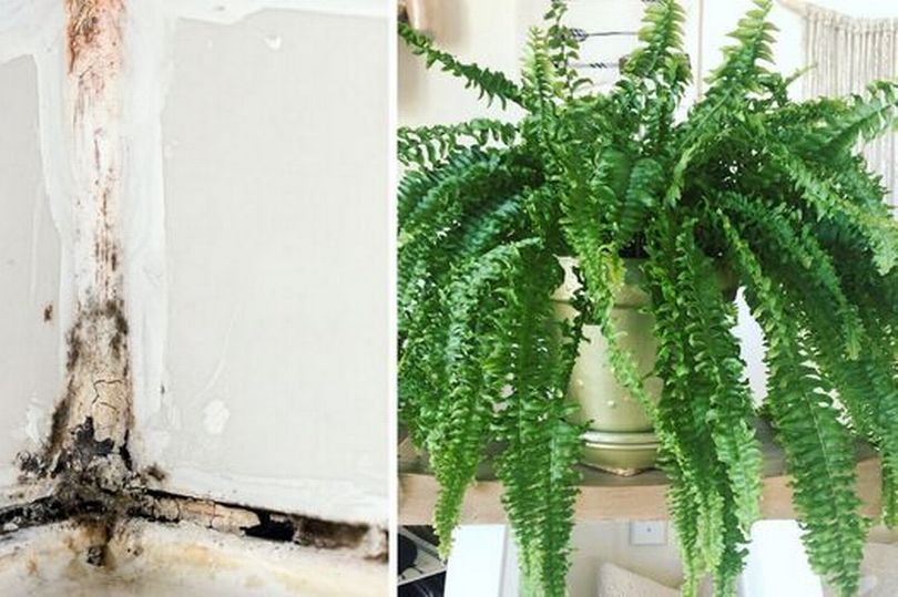 Four Houseplants That Can Help Tackle Mould In Your Bathroom