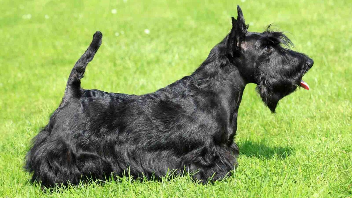 10 Dog Breeds That Are Perfect for Introverts