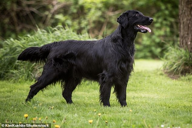 revealed: the dog breeds at the highest risk of dying from cancer