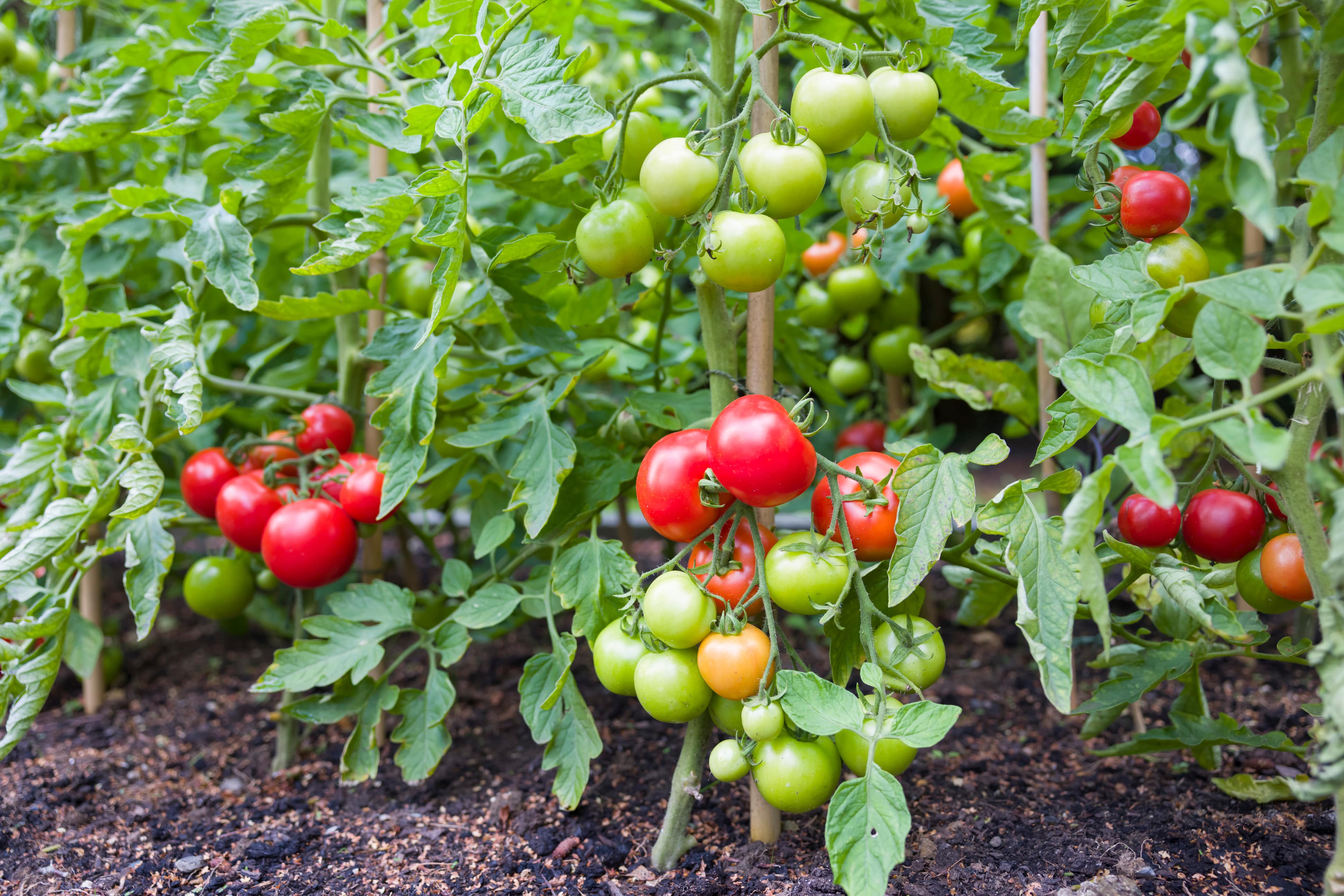 mit diesem trick kannst du abgeknickte tomatenpflanzen im garten noch retten