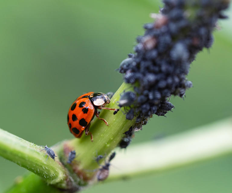 How to attract ladybugs to your yard the natural aphid predator