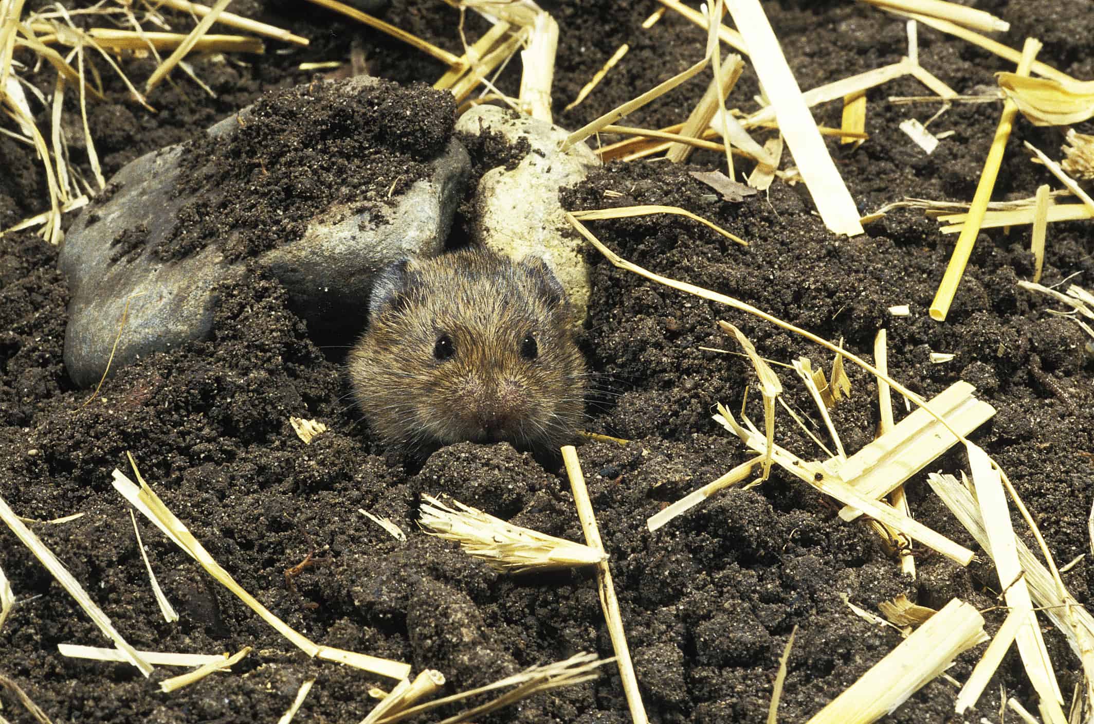 The 7 Most Effective Ways to Get Rid of Voles in Your Yard
