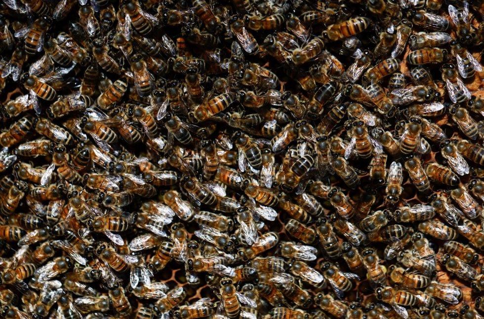 liten jente fryktet det verste – fant 60.000 bier i veggen
