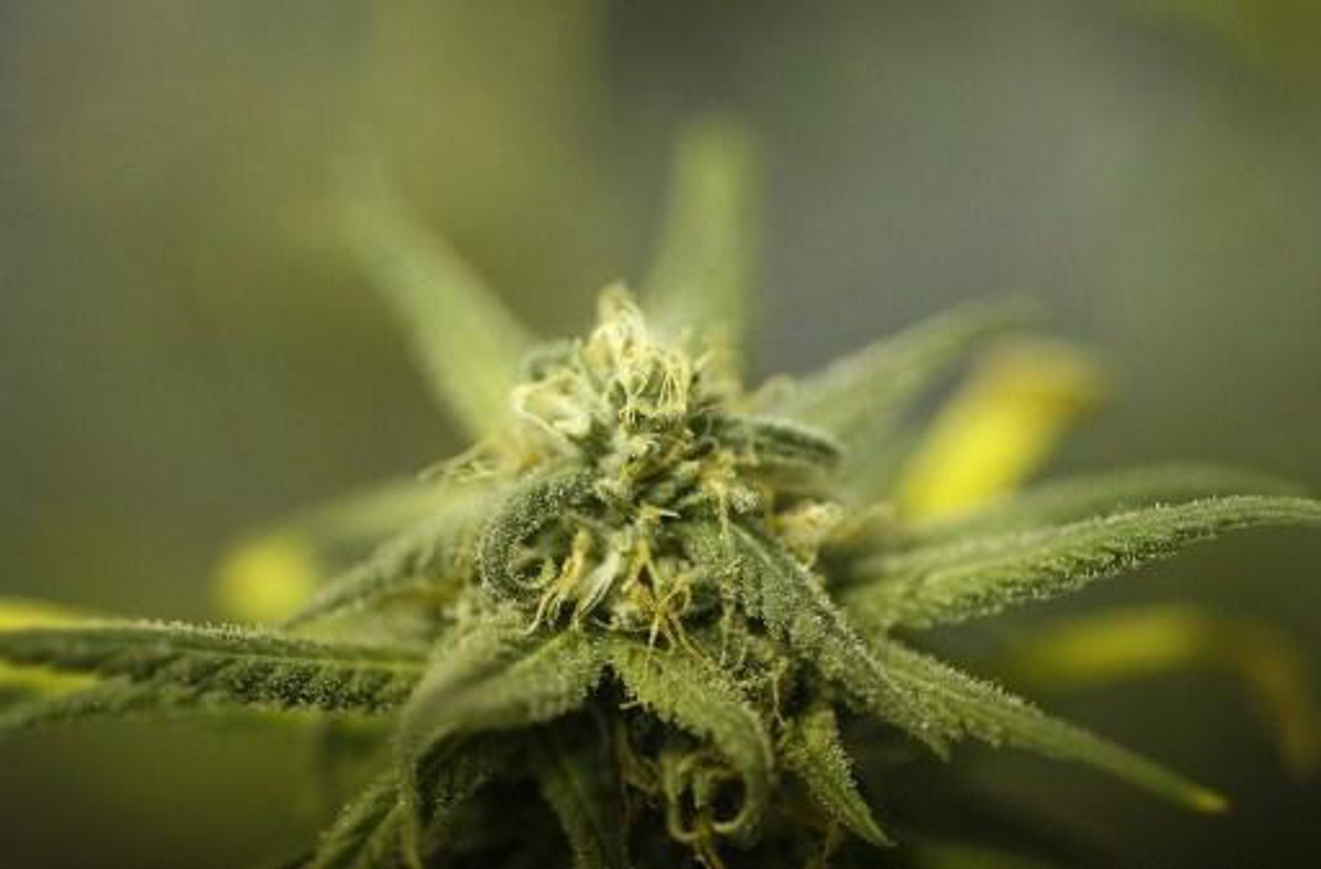 le cannabis bientôt reclassé aux etats-unis comme une drogue moins dangereuse