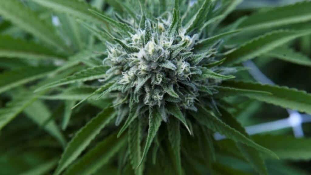 le gouvernement américain va reclasser le cannabis comme une drogue moins dangereuse