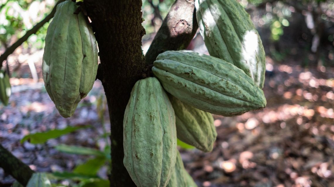 tras la caída histórica del cacao, el éxodo de operadores genera fuertes oscilaciones