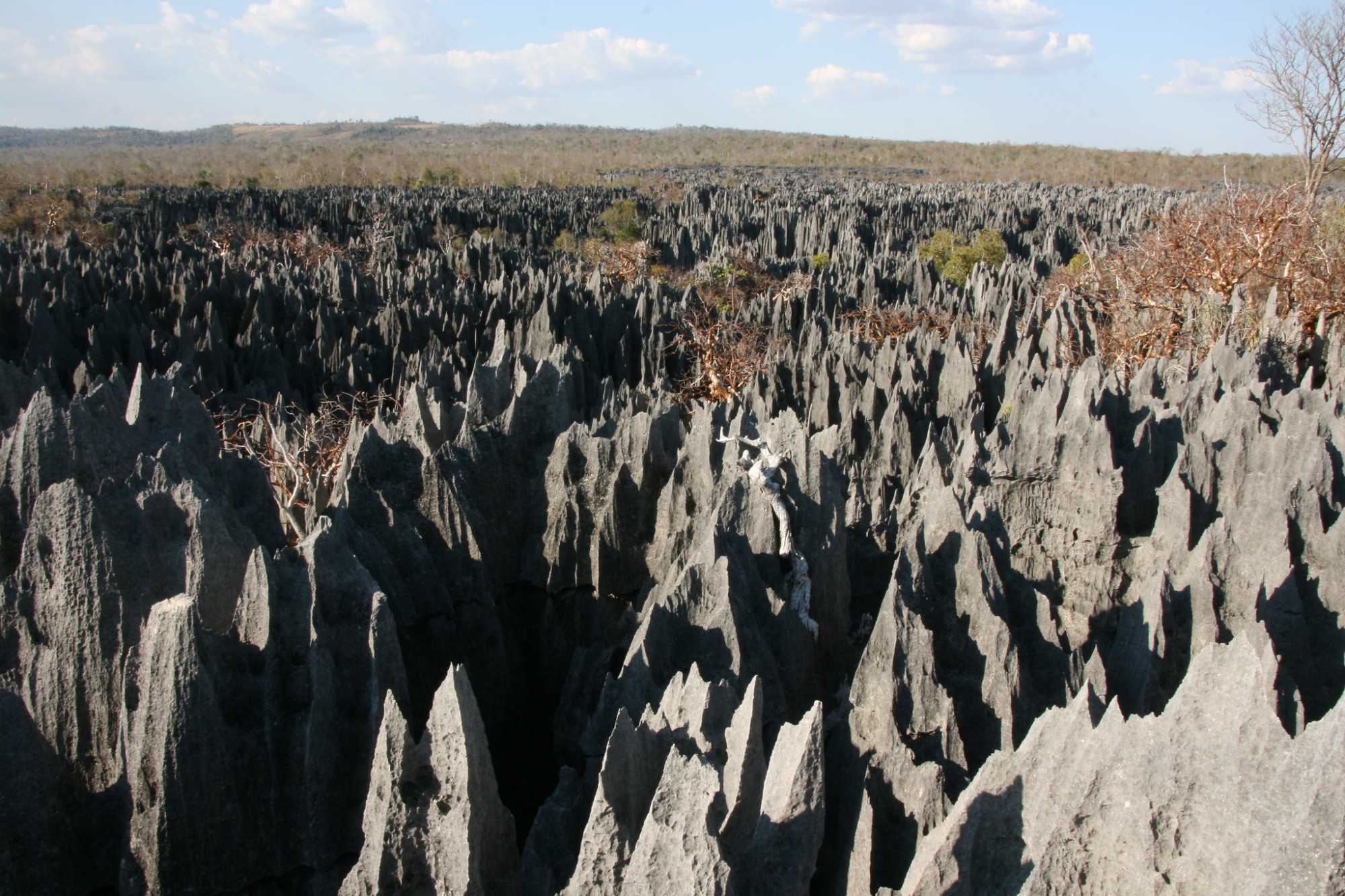 Rising to dizzying heights of 2,600 feet, the limestone pinnacles create a landscape like no other. Yet, amidst the daunting spires, a thriving ecosystem flourishes, harboring a variety of species