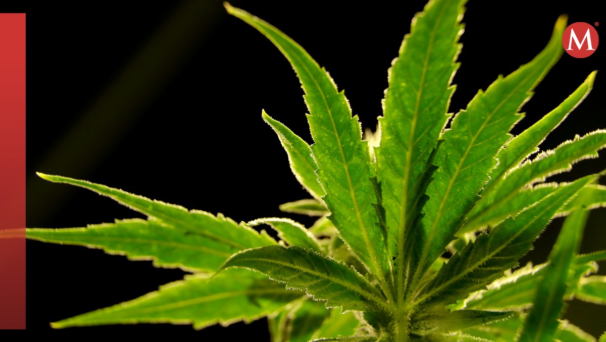 mariguana será reclasificada como droga de bajo riesgo en estados unidos