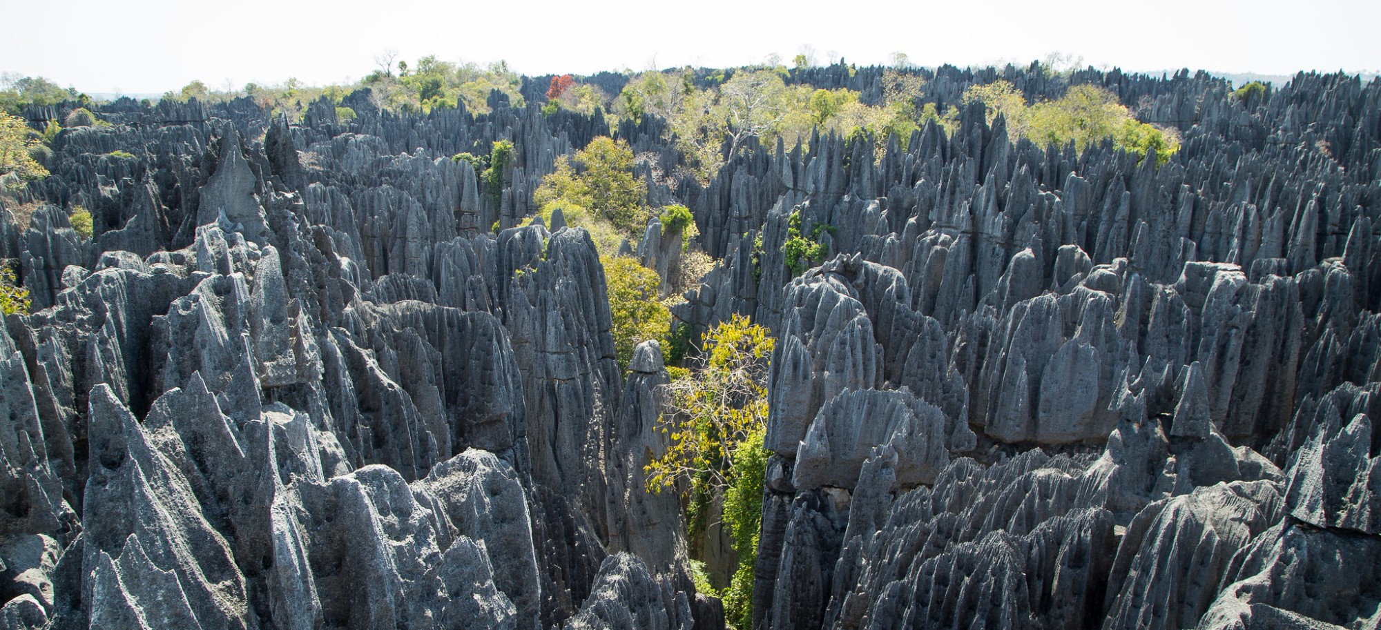 Within the western reaches of Madagascar lie extraordinary geological marvels, the Tsingy de Bemaraha National Park and the enigmatic Forest of Knives. These offer a glimpse into the island's rich geological history and the intricate dance between time and nature. From the towering limestone pinnacles of the Tsingy to the jagged stone formations of the Forest of Knives, each site tells a story millions of years in the making.