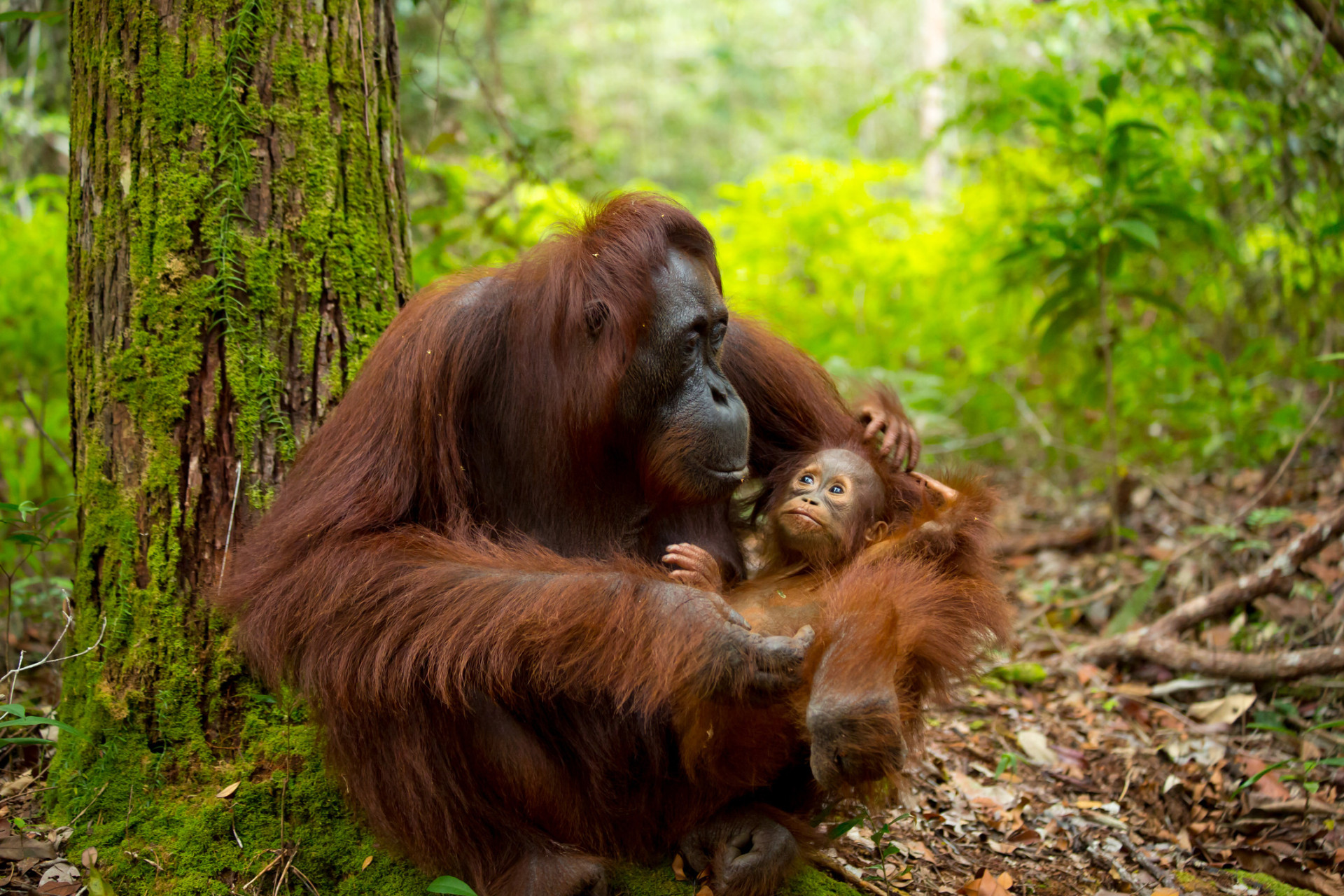 Malheureusement, il n'existe que deux endroits dans le monde pour voir des orangs-outans sauvages: l'île malaisienne de Bornéo et Sumatra, en Indonésie. Rendez-vous à Bornéo entre mars et octobre, pendant la saison sèche, pour admirer ces nobles créatures.<p>Tu pourrais aussi aimer:<a href="https://www.starsinsider.com/n/315037?utm_source=msn.com&utm_medium=display&utm_campaign=referral_description&utm_content=338214v3"> Les meilleurs compléments alimentaires pour booster votre cerveau</a></p>