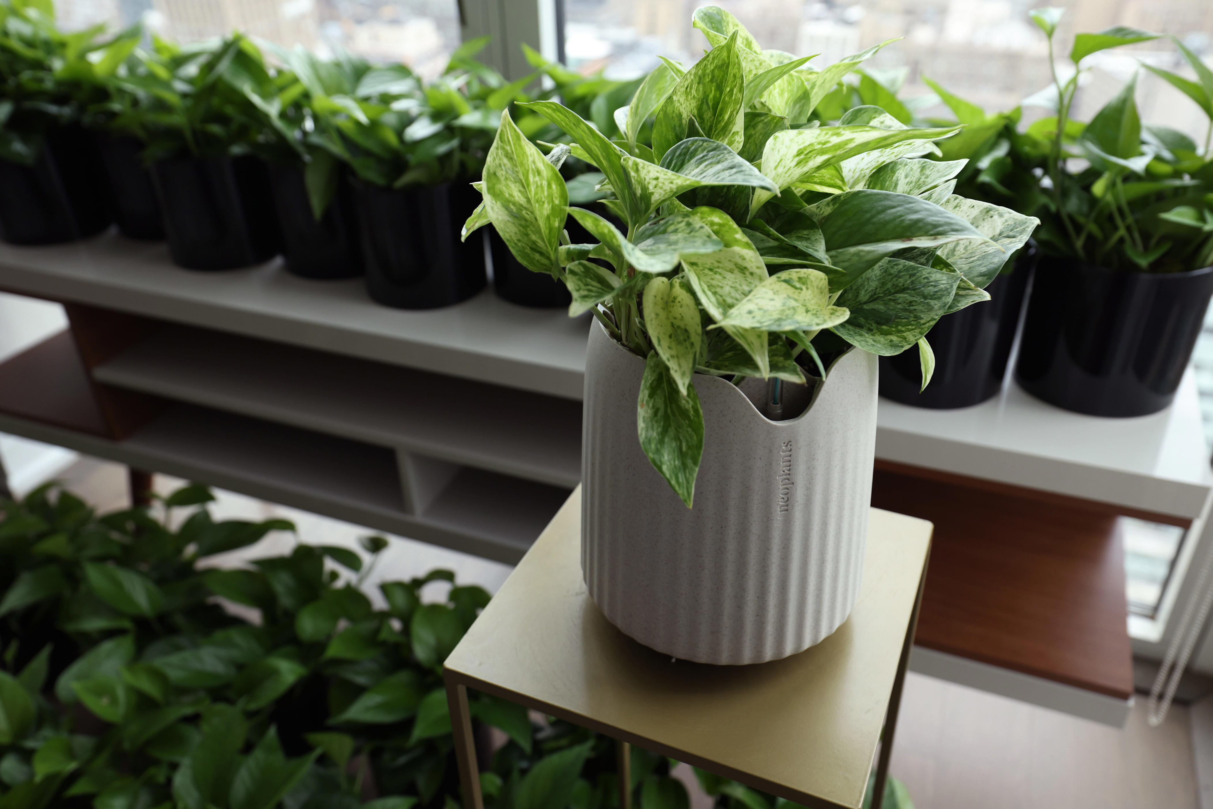 microsoft, this $119 houseplant is bioengineered to remove harmful air pollution in your home.