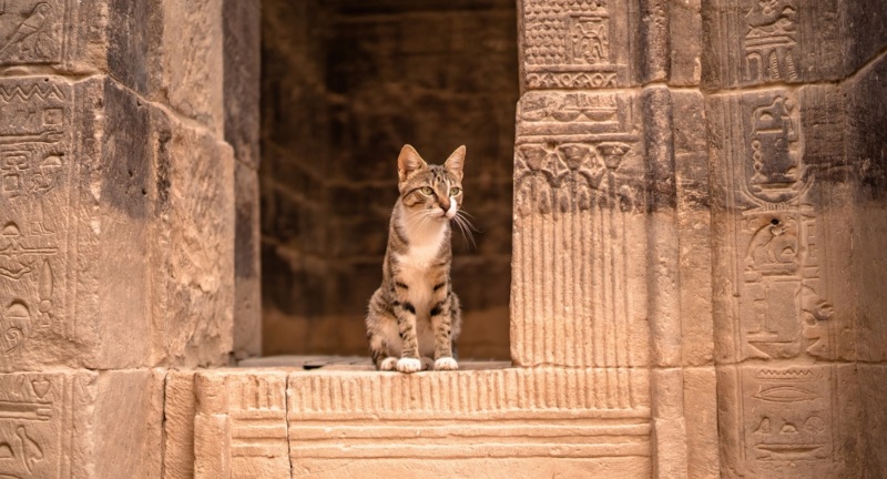 <p>Egyptians domesticated and kept many animals as pets, including dogs, cats, and monkeys. Cats were particularly revered, associated with the goddess Bastet and thought to bring good luck and protection. Pets were often mummified and buried with their owners, reflecting their significant emotional value. Some wealthy families even held elaborate funerals for their pets.</p>