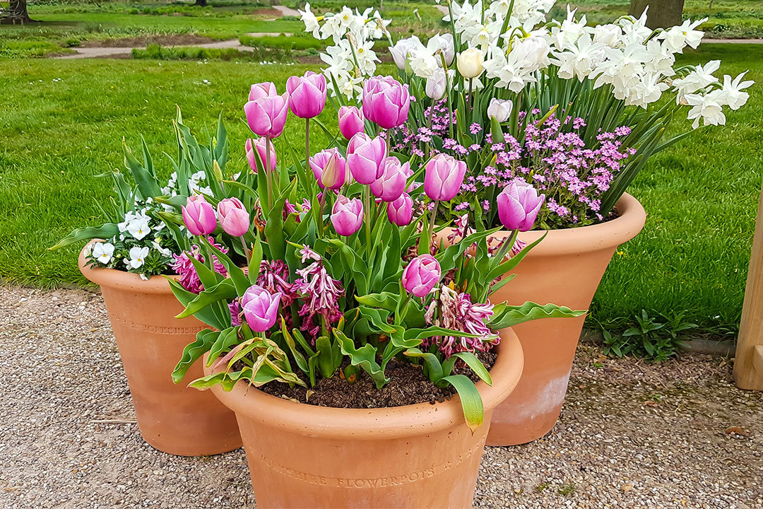 three things you need to know if you've never planted spring bulbs before
