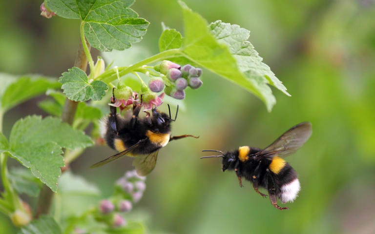 Bees have been shown to work together to reach food - worklater1/iStockphoto