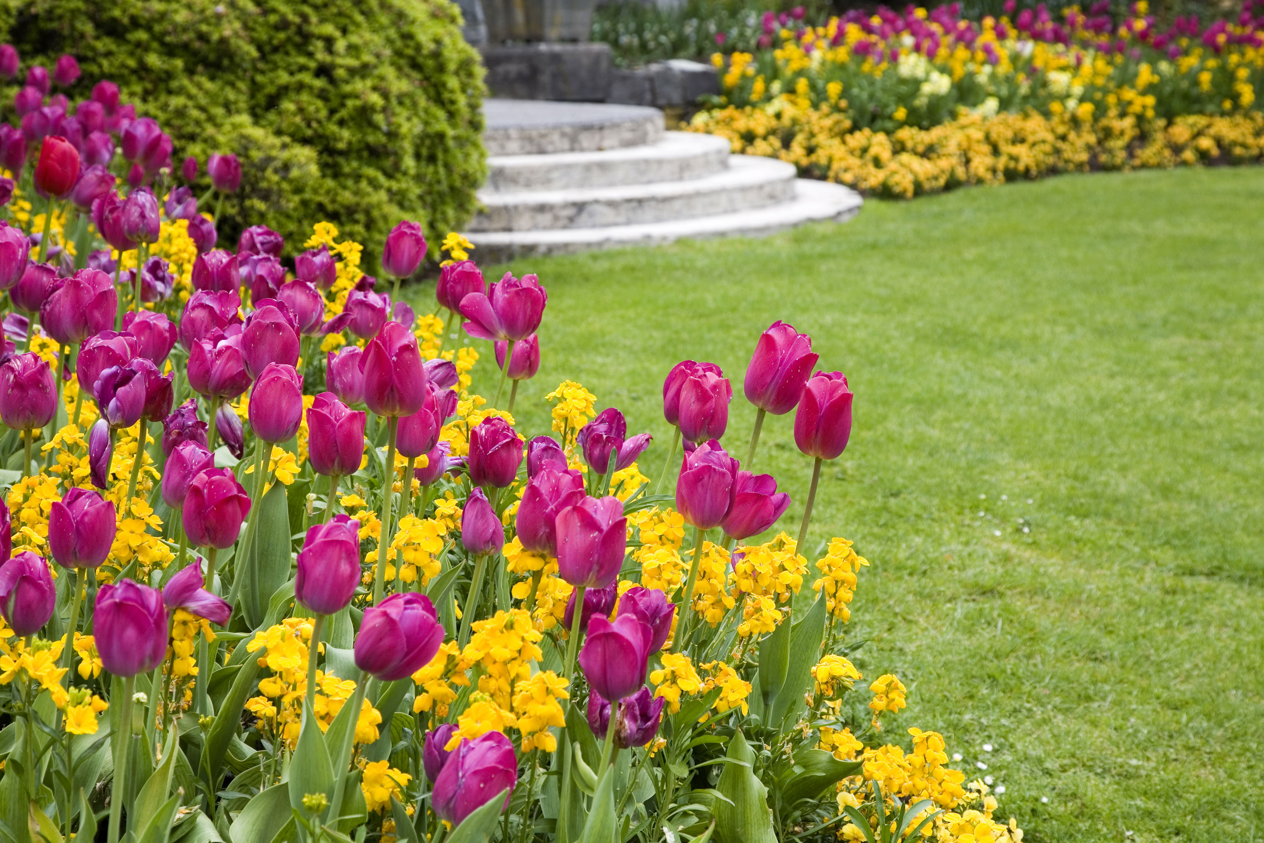 three things you need to know if you've never planted spring bulbs before