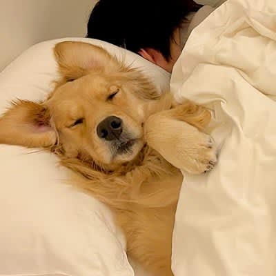寝ようと思ったら…大型犬が『家族のベッドは自分のもの』と思っている光景が77万再生「場所とられてて笑った」「人間みたい」と爆笑の声