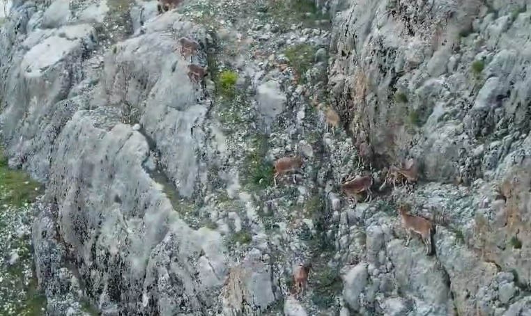 nesli tükenme altındaki dağ keçileri, palu kalesi’nde dronla görüntülendi