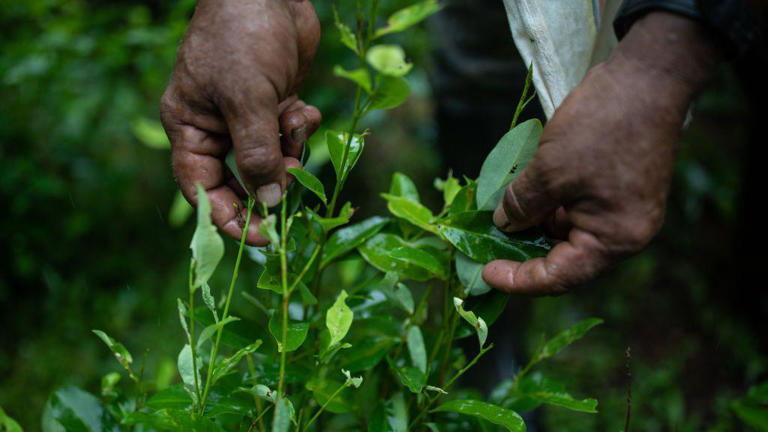 La producción de Coca en Colombia y Perú alcanzó en 2022 sus máximos históricos.