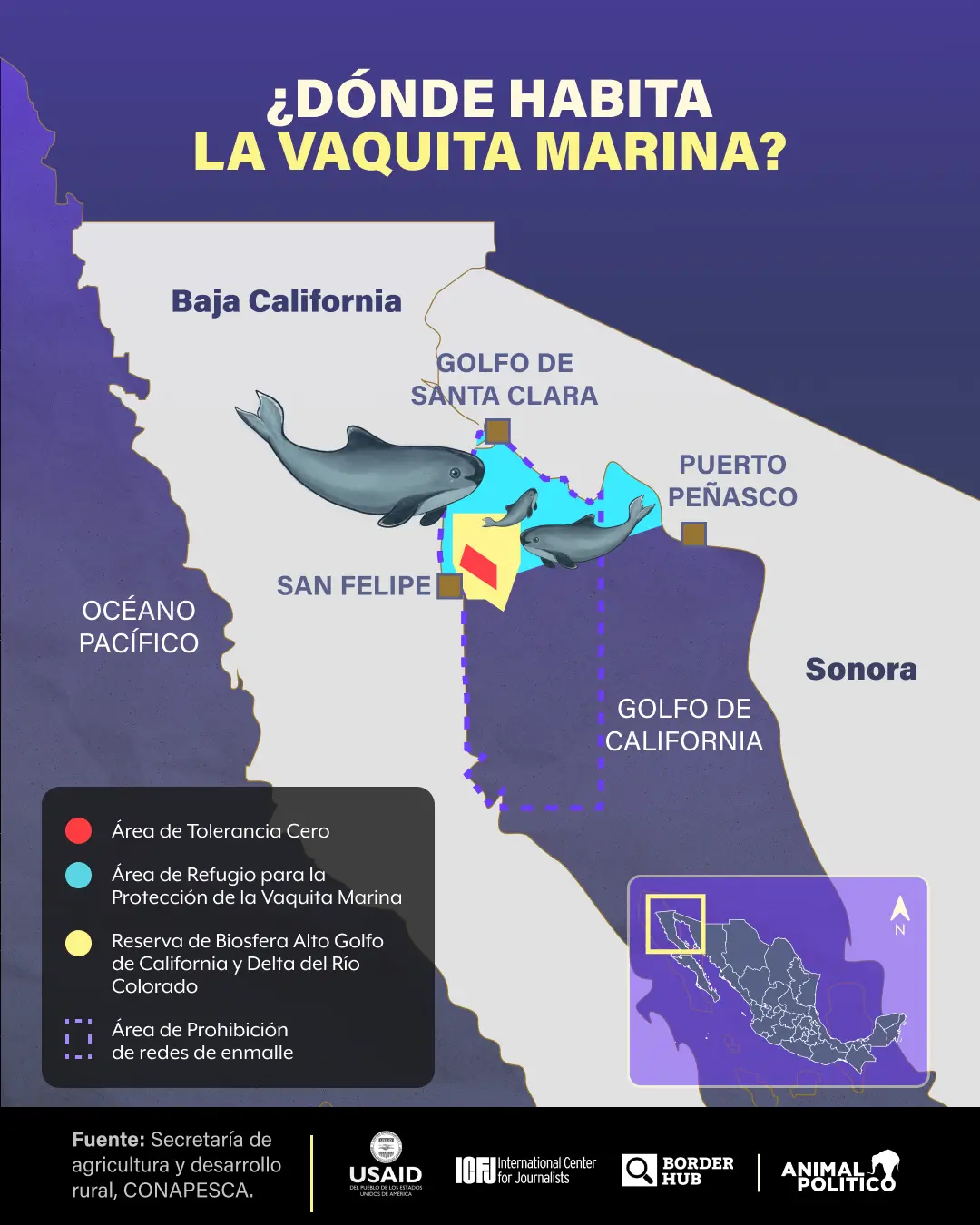 vaquita marina: gobierno de amlo abandonó desde 2021 proyecto esencial para su conservación