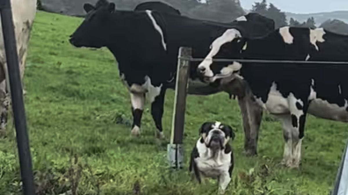en se promenant, son chien découvre des vaches : la rencontre fait rire plus de 9m de personnes