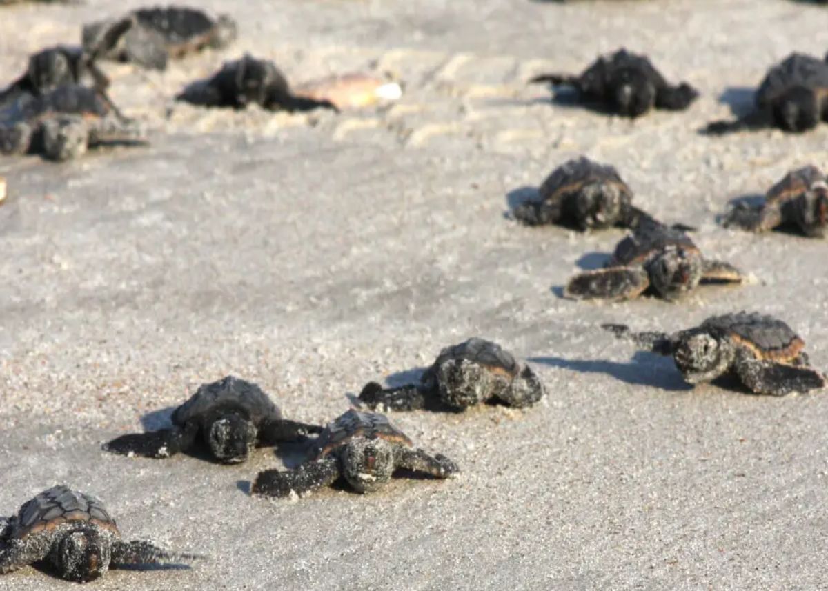 record number of baby sea turtles from kzn washed up in cape waters