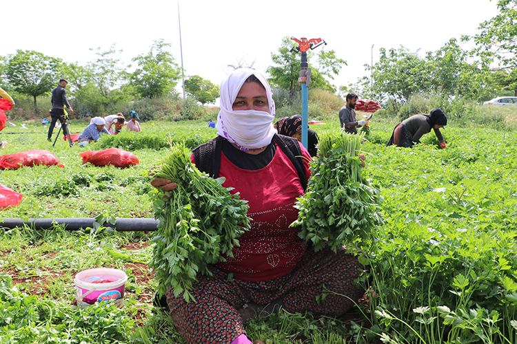 kilis'te tarım işçileri, 1 mayıs emek ve dayanışma günü'nde de üretime katkı sağlıyor
