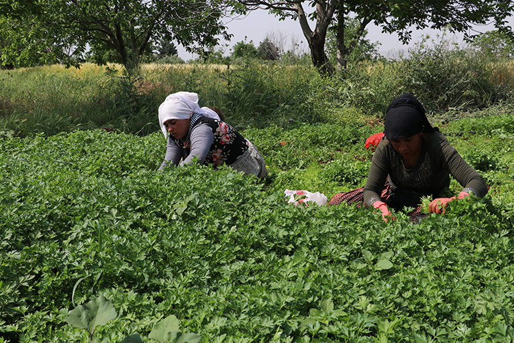kilis'te tarım işçileri, 1 mayıs emek ve dayanışma günü'nde de üretime katkı sağlıyor