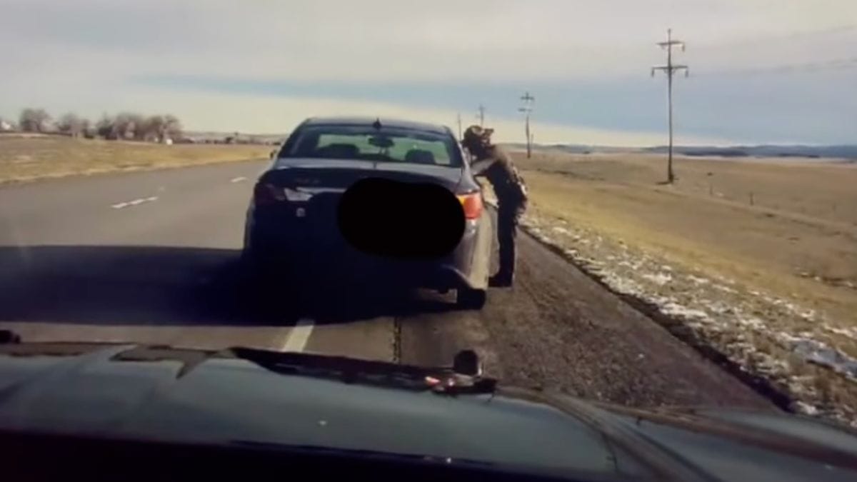 en plein contrôle routier, une policière se fait surprendre par un animal sorti de nulle part (vidéo)