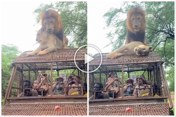 leoni si accoppiano sul tetto di un’auto durante safari: turisti in imbarazzo