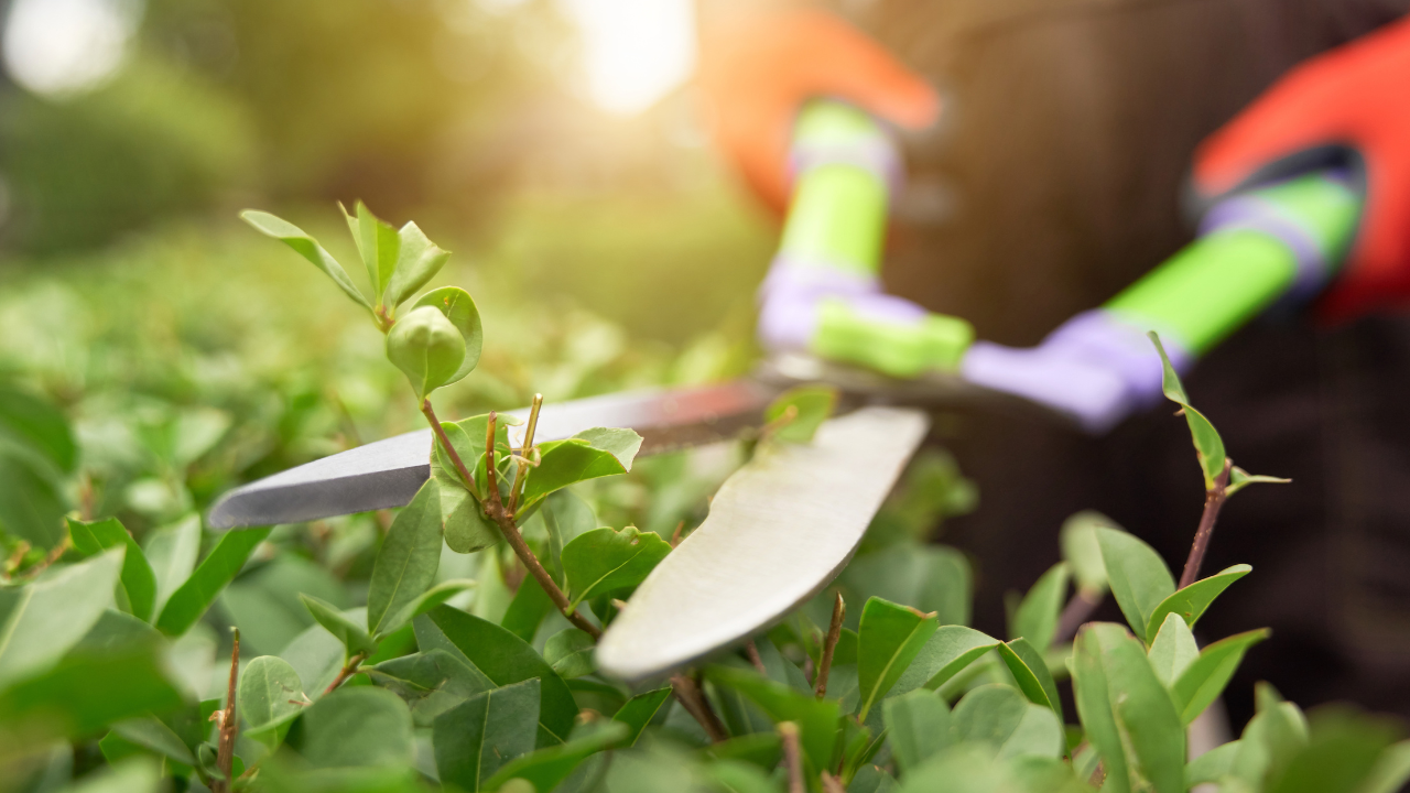 gardening jobs for may: 10 tasks to tick off before summer arrives