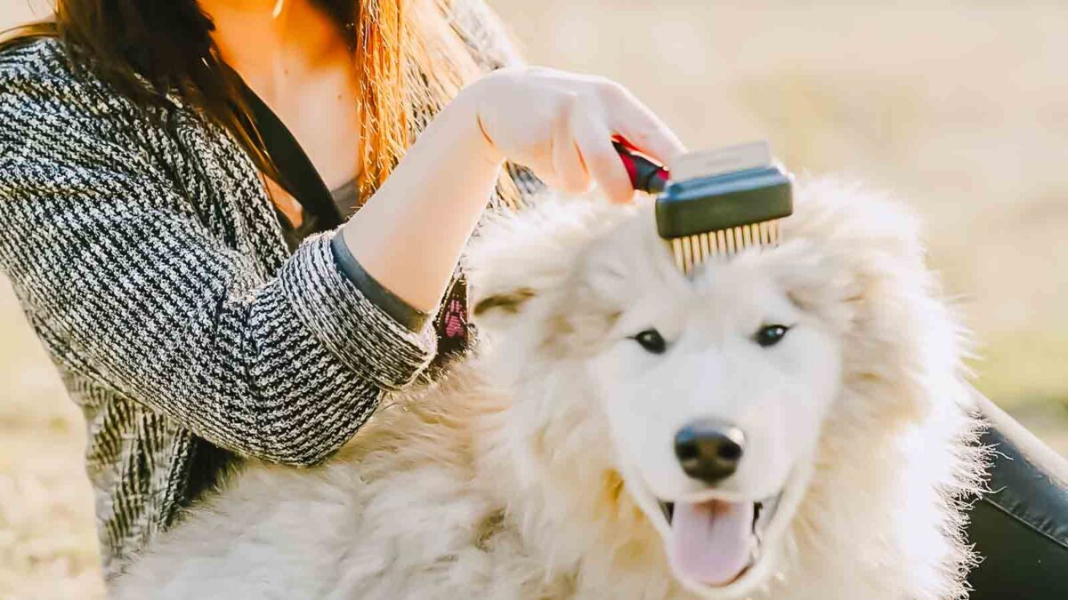 <p>Treat your dog to a luxurious spa day where they can be pampered and groomed. Services can include a bath, fur trimming, and even a relaxing massage. Some spas offer aromatherapy designed for dogs to help them relax. This is a great way to spoil your pet and keep them looking and feeling their best.</p>