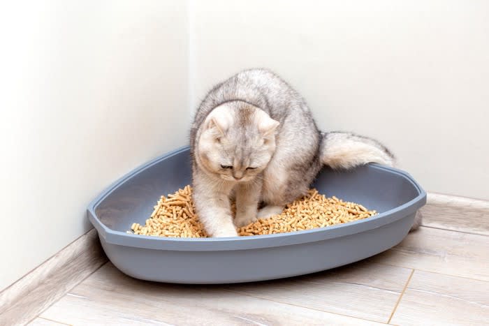猫が『トイレの砂を盛大に散らかす』5つの原因 困ったときの対処法とは